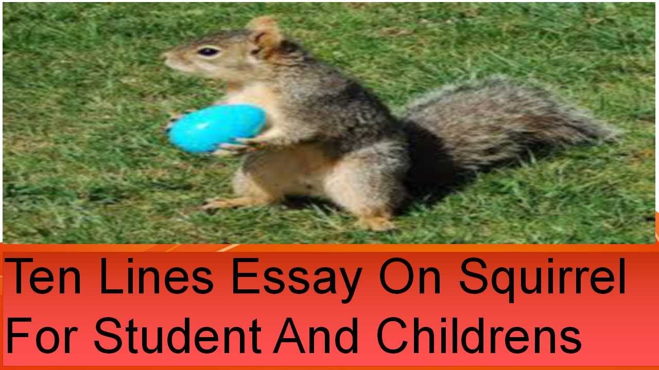 essay on my pet squirrel