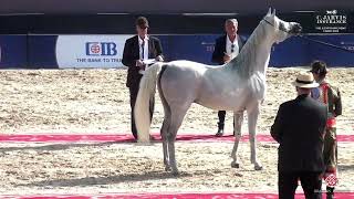 N 162 Adham El Masry   The Egyptian Event Cairo 2024   Class 11 SE Stallions 7 9 Year Old Class 11