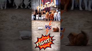 Fighting 🐰👊🐶 #fight #bunny #vs #dog #funnyvideo #short