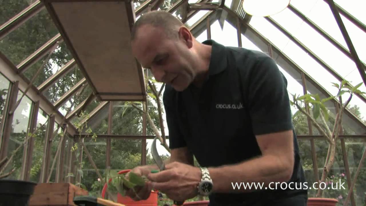 How To Propagate Raven Zz The Blue Monkey Restaurant Pizzeria