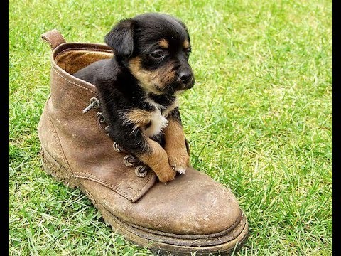 Лучшие Приколы про