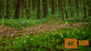 Evening forest and singing of birds🌲The atmosphere of a fringe forest 🌲 Relaxing Spring Ambience 🌼