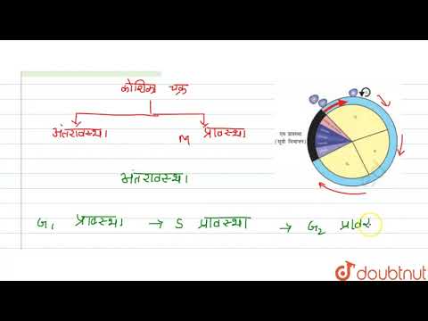 वीडियो: कोशिका चक्र के 6 चरण क्रम में क्या हैं?