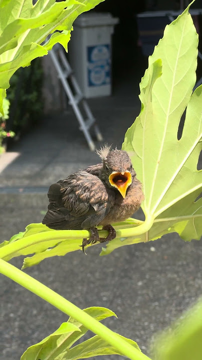 Cute 🐦 #shortvideo #bird #shorts #nature #milan #italy #birds #cute #birdwatching #nature #natural