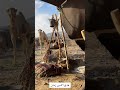 راعي الحرشا والتراث القديم