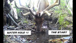 Trail Cam Videos. Water Hole #1. Found late spring. The beginning. 2023 Colorado