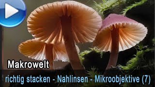 richtig stacken: Nahlinsen (Raynox) und Mikroskopobjektive (7)