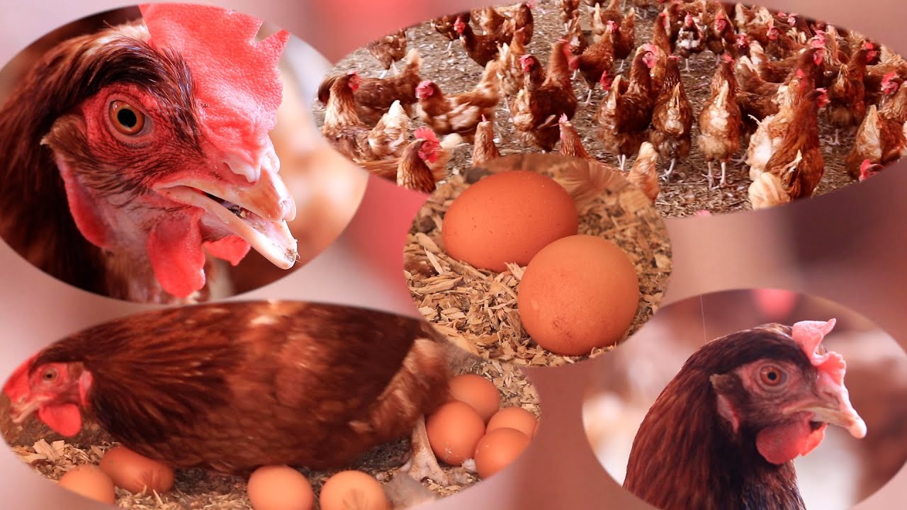 Dooro Ka Maarantay Diiq Ukun Ka Dhala.