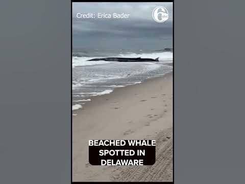 Beached whale found on Delaware shore near Indian River Inlet Bridge