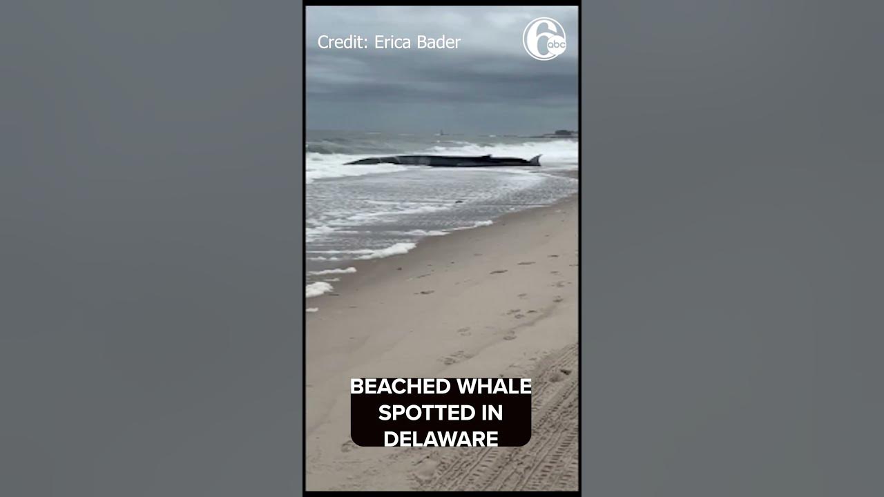 Beached whale found on Delaware shore near Indian River Inlet Bridge
