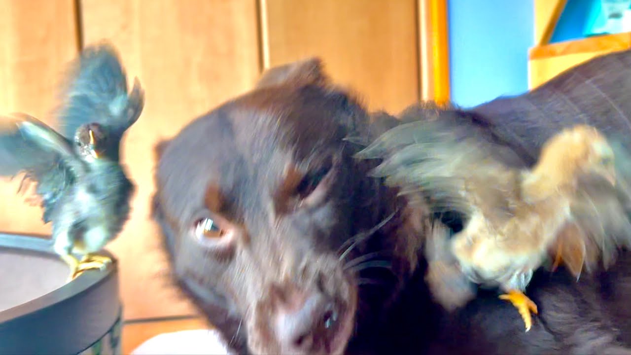 Очень маленький птенец устроил буйство в моей комнате.