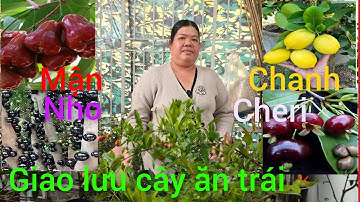 Hồng cây giống giá rẻ miền Tây giao lưu cây ăn trái quýt đường, lêkima thái, vú sữa bơ hồng.v.v...