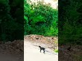 #lakshadweep #viralshort #funny #kitti vlogs