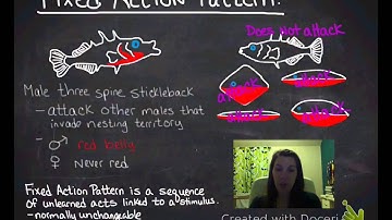 Fixed Action Patterns & Supernormal Stimuli