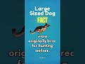 10 Facts About Small, Medium, and Large Dogs