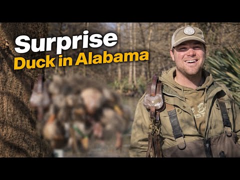 BIG DUCKS finally made it to Alabama!