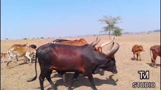 LIMBU LUCHAGULA 2025 UJUMBE WA MAGUTA LUNDA  KAZUNGU RECORD