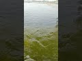 pani#viral #youtubeshorts #travel #trending #tour #pandharpur #nature