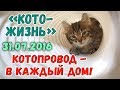 Котопровод в каждый дом! ❖ КОТОЖИЗНЬ! 31.07.16