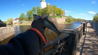 Рыбалка в Выборге. Стритфишинг в средневековье. Судак, щука и окунь. #fishing #nature #travel