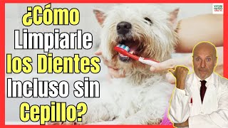 ¿CÓMO LIMPIAR LOS DIENTES DE MI PERRO INCLUSO SIN CEPILLO?