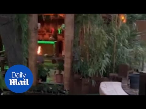 Husband transforms garden into tropical paradise for his wife