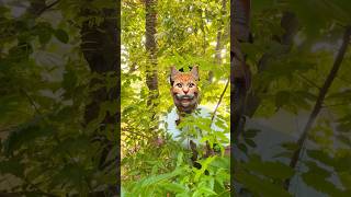 This cat is really alive!🐱❤️🥰#funny #cats#catvideos #tiktok #social #usafunny #catlovers #funpage)