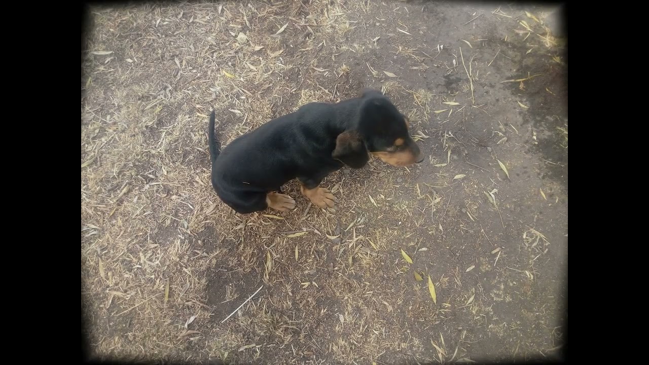 ÇORUM ALACA GAZİPAŞA KÖYÜ 2025 TANITIM