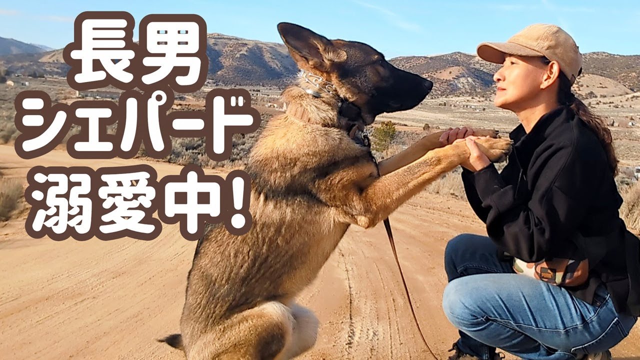 【ジャーマンシェパード】訓練系っぽくなってきた😊