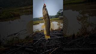 Olha o nível desse ataque😳🔥#explorar #brasil #fishing #pesca #traira#captura #viralshort #motivation