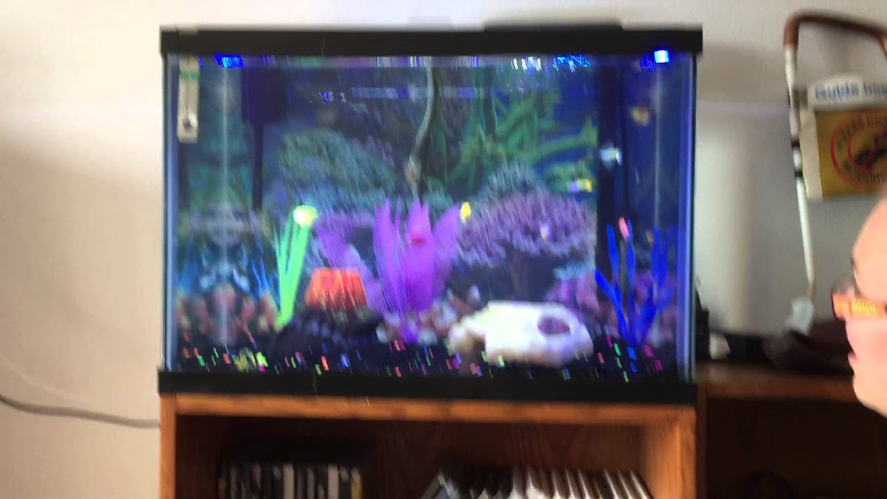 12 Fish in A 20 Gallon Aquarium?... Yes It Can Work! YouTube