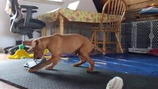 Zooka 11 week old Vizsla puppy self play with flip flop by The Light Of Dog 566 views 4 years ago 3 minutes, 5 seconds