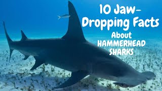 Discover 10 Jaw-Dropping Facts About Hammerhead Sharks! 🦈