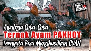 Initially Tried PAKHOY Chicken Livestock Turned Out to Be Successful in Generating CUAN