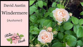 David Austin&#39;s Windermere Rose 