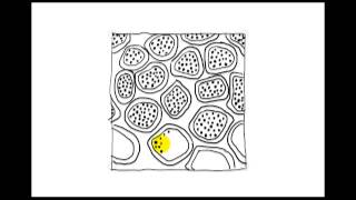 Zentangle Patterns | Tangle Patterns - Lotus pods