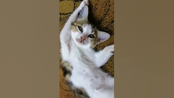 انوش 