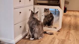 Maine Coon Felix meets a cat in a mirror. Does he become aggressive? by Maine Coon Felix 392 views 1 month ago 53 seconds