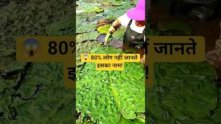 Fox Nut Plant 🌱 | मखाना इसी पौधे से आता है!#shortsfeed #shorts