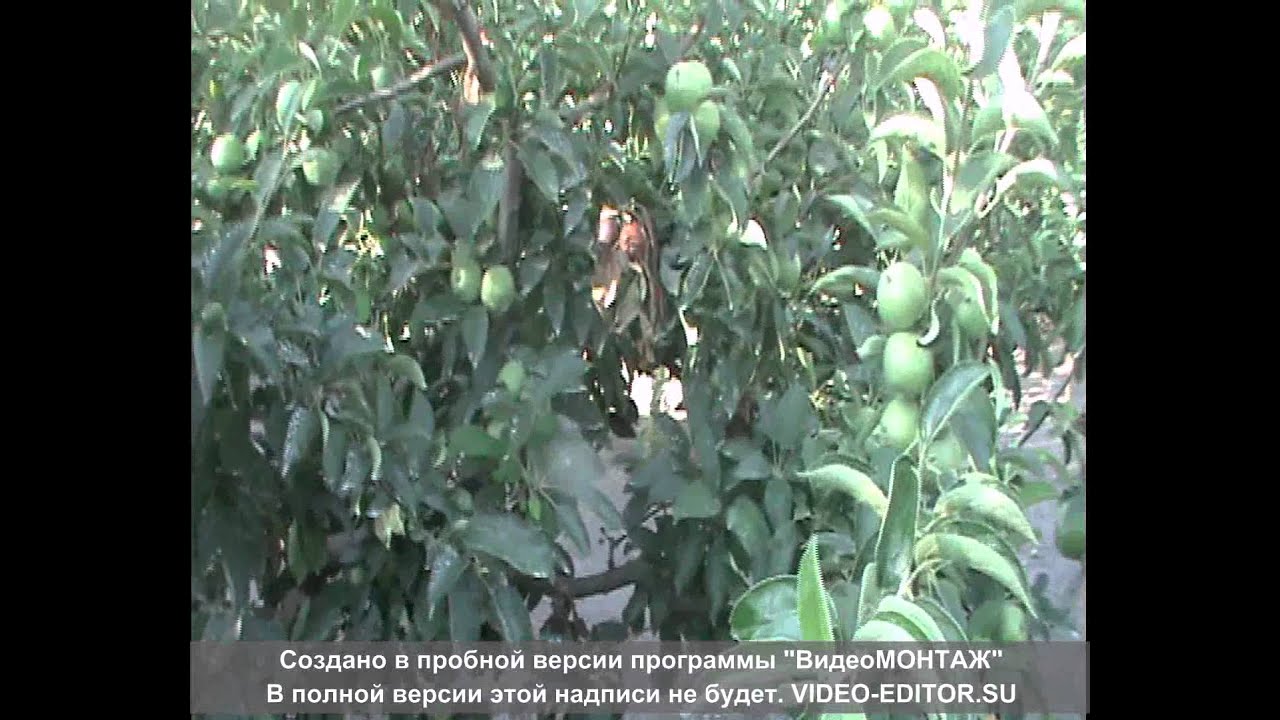 Бактериальный ожог яблони