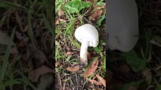 Agaricus Xanthodermus Yellow Staining Mushroom