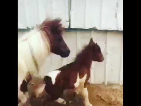 المولود الجديد