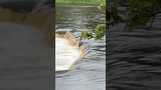 Flying Fishes Or Vimba Fish Migration To Spawn.