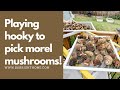 Morel picking after the 2023 forest fires