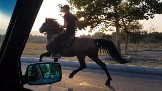 Pulya Gence Capar Atbaz Azad