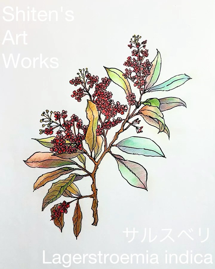 【絵画】ボタニカルアート　「サルスベリ」原画 始天のアートワーク「サルスベリ」】shiten's art works - YouTube