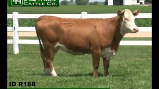 Del Hawk Cattle Lot 41