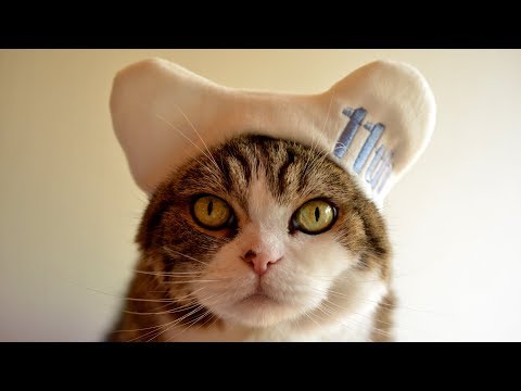 まるです11。-I am Maru 11.-