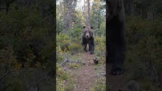 The Tiny Cub Ran Down the Trail… Then the Mother Appeared 😳
