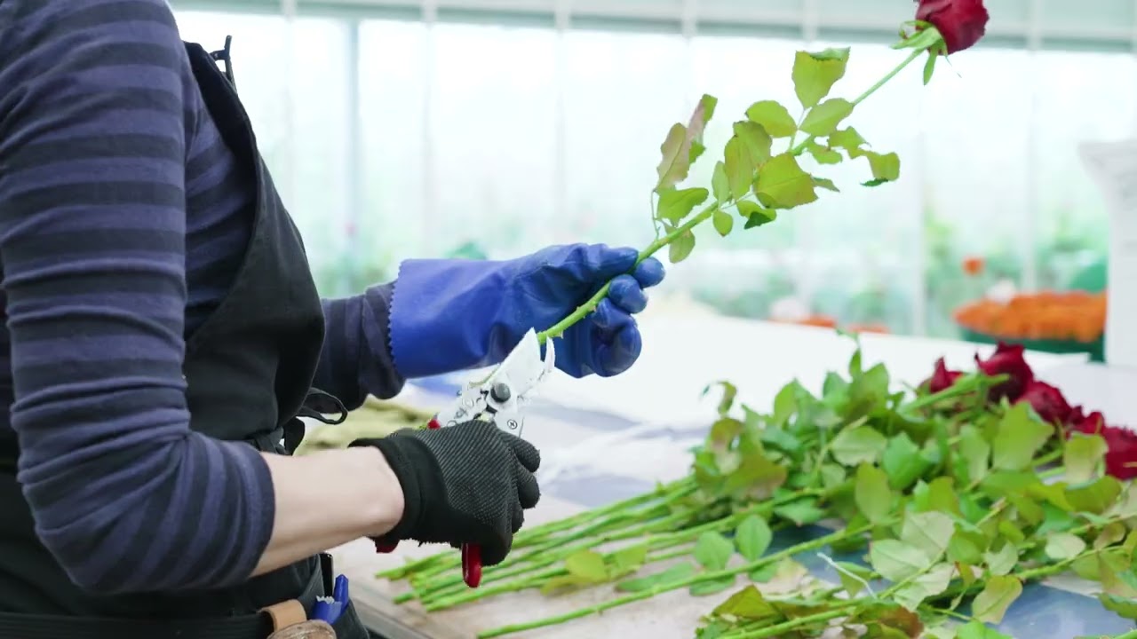 ファーム直送 定期便 バラ6本から｜バラの花専門通販KUNIEDA